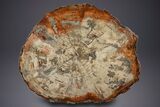 Gorgeous Polished Triassic Petrified Wood Table - Madagascar #303670-1